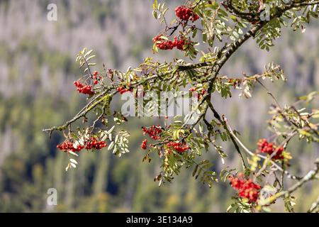 Gros plan de branches avec des baies rouges de rowan sur l'arbre Banque D'Images