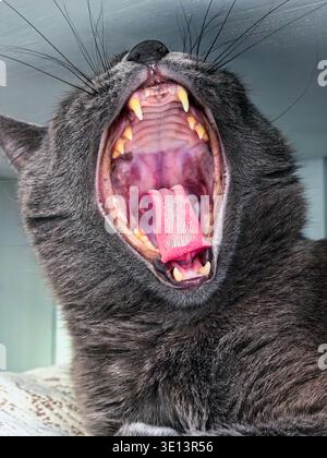 Chat gris bâillant avec bouche ouverte et crocs visibles Banque D'Images