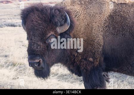 Taureau bison américain (Bison bison) debout dans l'herbe sèche dans le Wyoming, montrant le caractère accidenté de cet animal de l'Ouest américain. Banque D'Images