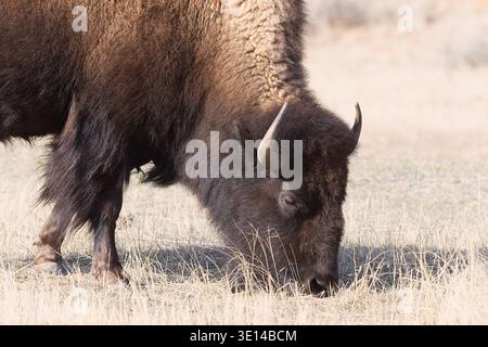 Bison américain (Bison bison) paissant sur l'herbe des prairies dans le Wyoming, mettant en valeur son pelage déchiqueté, ses cornes courbées et son symbole de l'Ouest américain. Banque D'Images