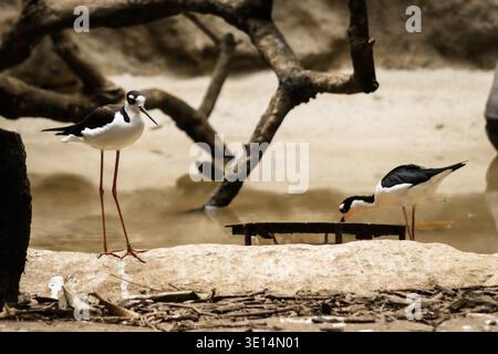 Deux pilotis à col noir se tiennent près d'un bassin d'eau peu profond. Un oiseau se tient grand sur ses longues et fines pattes roses, tandis que l'autre se penche vers le bas vers A. Banque D'Images