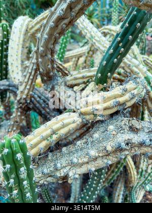 Un groupe de cactus est vu disposés ensemble dans un jardin. Ils ont différentes formes et couleurs, montrant un mélange de tons verts et jaunes. Lumière du soleil Banque D'Images