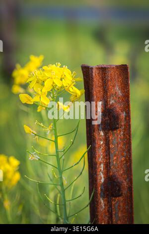 Une photo en gros plan capturant une fleur de moutarde sauvage jaune éclatante le long d'un treillis métallique fortement rouillé dans un vignoble de Napa Valley Banque D'Images