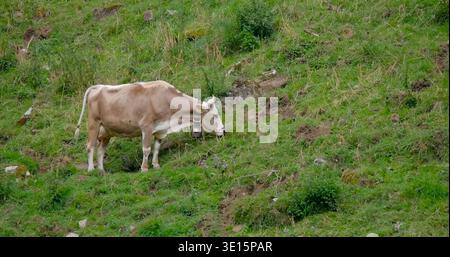 La vache pèle sur de l'herbe verte dans un champ pendant la journée dans une zone rurale Banque D'Images