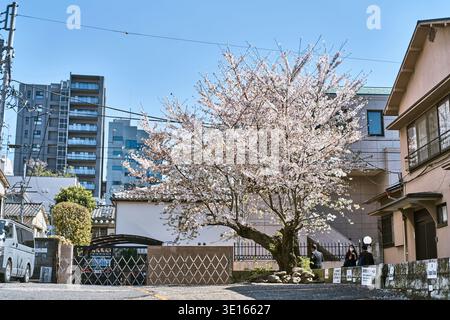 Cerisier fleurissant à côté d'une maison résidentielle calme. Banque D'Images