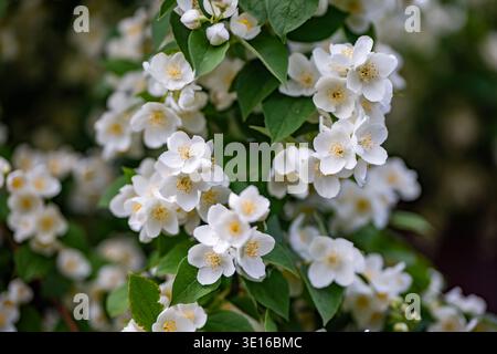 Fleurs de jasmin fleurissant sur un buisson dans un jardin, montrant des pétales blancs et des feuilles vertes Banque D'Images