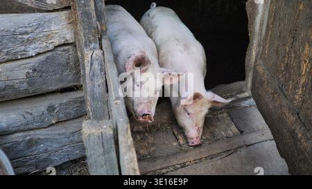 Deux porcs domestiques habitant un vieux porcin rustique Banque D'Images