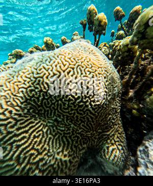 Colonie de coraux cérébraux sur le récif corallien tropical sous l'eau dans l'eau bleu clair de l'océan. Banque D'Images