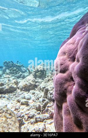 Grande colonie de corail au premier plan avec récif corallien tropical fond marin sous l'eau dans l'océan bleu clair. Banque D'Images