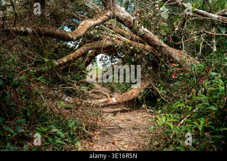 Cameron Highlands, Malaisie – 27 janvier 2020 : troncs d’arbres tombés sur un sentier de randonnée forestier étroit entouré d’une végétation dense. Banque D'Images
