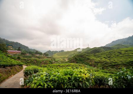 Cameron Highlands, Malaisie – 27 janvier 2020 : vue sur une plantation de thé avec des collines en terrasses, une petite route et des bâtiments agricoles sous un ciel nuageux. Banque D'Images