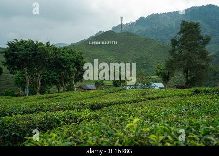 Cameron Highlands, Pahang/Malaisie – 27 janvier 2020 : les champs de thé s’étendent au premier plan avec le panneau « Cameron Valley Tea ». Banque D'Images