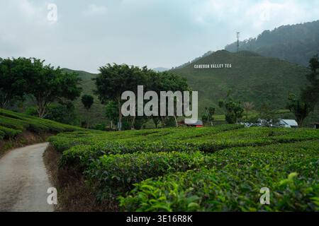 Cameron Highlands, Malaisie – 27 janvier 2020 : des champs de thé et une piste de ferme mènent vers des collines avec un panneau « Cameron Valley Tea » en arrière-plan. Banque D'Images