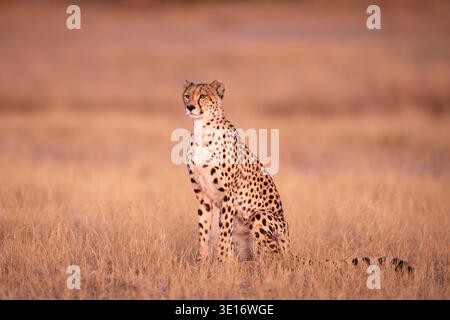 Un guépard assis en alerte dans l'herbe haute et sèche du delta de l'Okavango pendant la douce lumière du coucher du soleil, Botswana. Banque D'Images