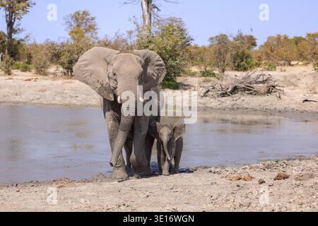 Une vache éléphante africaine et son petit veau traversent ensemble une rivière peu profonde au Botswana. Banque D'Images