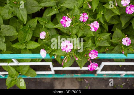 Merveille du Pérou (mirabilis jalapa) fleurs au jardin. Nyctaginaceae vivace originaire d'Amérique tropicale. Il fleurit vers 16 heures, donc il s'appelle t Banque D'Images