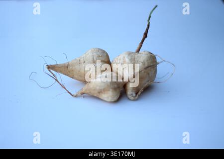Le jicama ou navet mexicain est une plante légumineuse Banque D'Images