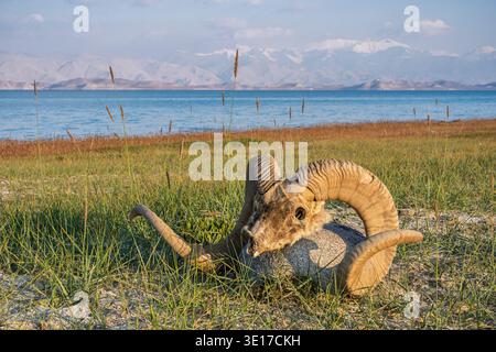 Paysage de montagne avec le crâne de mouton Marco Polo aka ovis ammon polii ou argali sur le bord du lac Karakul de haute altitude, Gorno-Badakhshan, Tadjikistan Pamir Banque D'Images