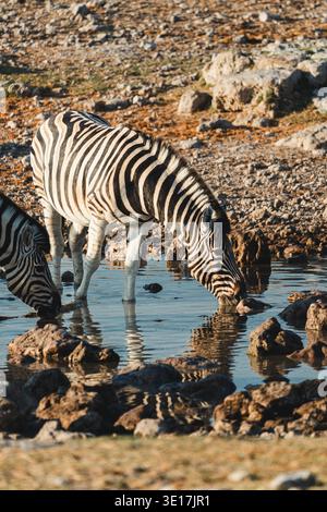 Les zèbres se rassemblent dans un point d'eau à Etosha Park, en Namibie, en sirotant de l'eau au milieu du paysage aride. La scène capture l'essence de la faune africaine Banque D'Images
