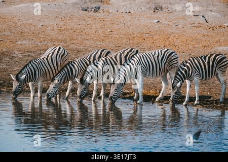 Un groupe de zèbres buvant de l'eau dans un point d'eau à Etosha Park, en Namibie, met en valeur la beauté de la faune africaine en safari, mettant en évidence le natu Banque D'Images