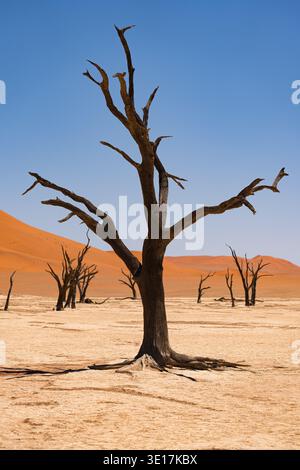 De majestueux arbres morts se dressent au milieu d'une casserole en argile sèche et fissurée à Deadvlei, en Namibie. Entouré d'imposantes dunes orange, le paysage sombre offre un sursaut Banque D'Images