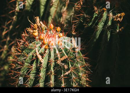 Gros plan détaillé d'une plante de cactus vibrante, présentant ses épines rouges et ses fleurs orangées en herbe. La texture de la peau du cactus et des arrangemen Banque D'Images