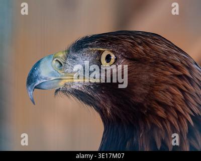 Superbe portrait en gros plan d'un majestueux aigle doré en vue de profil, mettant en valeur son regard perçant et son plumage détaillé. L'image met en évidence l'admiration Banque D'Images