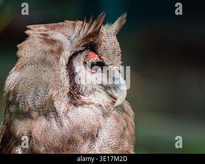 Gros plan détaillé d'un aigle-hibou eurasien présentant ses yeux saisissants et ses plumes tachetées. Le regard intense du hibou met en valeur son majestueux et sa puissance Banque D'Images