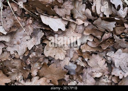 Macro texture de feuilles de chêne brun sec couvrant le sol. Motif de plancher forestier naturel avec feuillage d'automne détaillé Banque D'Images