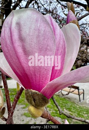 La fleur de magnolia fleurit dans un parc au printemps avec une lumière douce qui brille sur ses pétales Banque D'Images