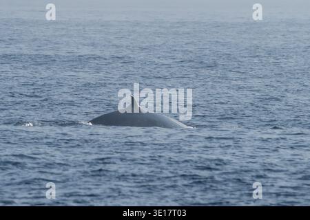 Baleine de Bryde (Balaenoptera edeni) faisant surface dans l'océan Indien au large de Mirissa. Banque D'Images