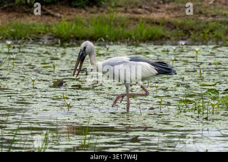 Openbill asiatique (Anastomus oscitans) pataugant dans l'eau. Banque D'Images