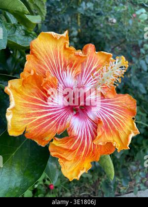 Gros plan d'une fleur d'hibiscus tropicale vibrante fleurissant avec des pétales à volants orange, jaunes et rouges sur un feuillage vert dans un jardin d'été. Banque D'Images