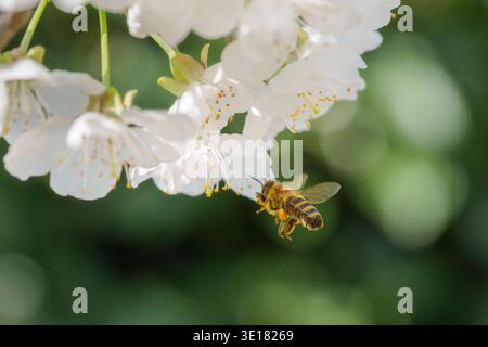 Abeille à miel à la recherche de nectar et de pollen sur la fleur blanche Banque D'Images