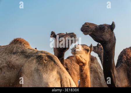 Vue en bas angle de trois chameaux regardant dans des directions différentes à la Foire des chameaux de Pushkar, Foire de Pushkar, sous un ciel bleu clair et lumineux. Banque D'Images