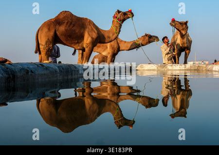 Des chameaux décorés se tiennent près d'un bac d'eau à la foire des chameaux de Pushkar à Pushkar, leurs formes se reflétant dans la surface immobile de l'eau de refroidissement. Banque D'Images