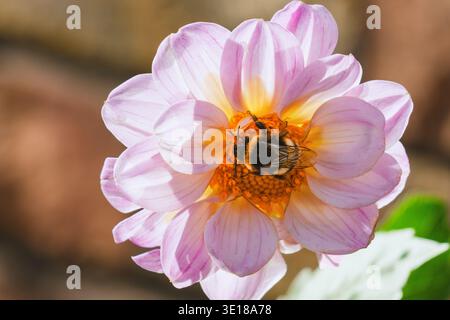 Vue macro de bourdon recueillant le pollen sur la fleur de dahlia rose fleurie dans la lumière du soleil de jardin avec un fond naturel doux, Banque D'Images