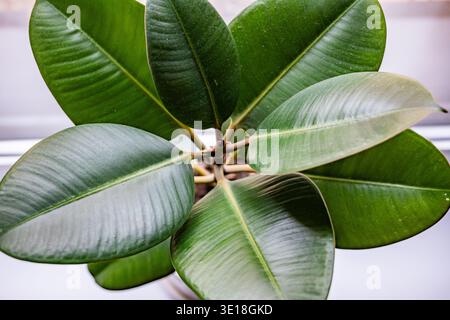 Plante d'intérieur Ficus elastica affichant des feuilles vertes luxuriantes et une nouvelle croissance Banque D'Images