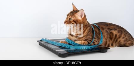 Chat Bengale couché sur la balance de salle de bain avec ruban à mesurer autour du corps. Contrôle du poids des animaux de compagnie et concept de régime alimentaire pour les animaux domestiques. Banque D'Images