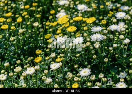 Un beau champ de fleurs de chrysanthème jaune et blanc fleurissant ensemble dans un jardin verdoyant. L'image capture un mélange éclatant de entièrement ouvert Banque D'Images