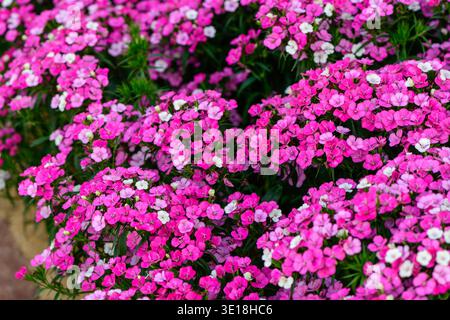 Un groupe vibrant de fleurs douces roses et blanches de william fleurissent dans un jardin luxuriant. Le motif floral dense et le feuillage vert frais créent un colorfu Banque D'Images