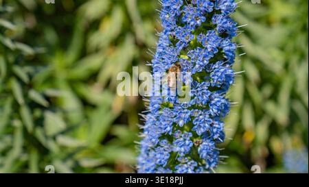 Fleurs bleues pollinisatrices d'abeilles gros plan sur la scène de la nature printanière Banque D'Images