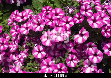 Fleurs de pétunia florissantes dans le motif floral de printemps de jardin Banque D'Images