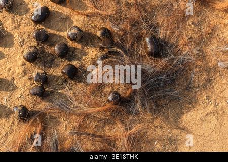 Gros plan de fumier de chameau et de poils grossiers dispersés sur le sol sec et sablonneux sur le site de la foire annuelle du chameau de Pushkar. Pushkar Rajasthan I. Banque D'Images