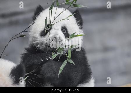 Panda géant, Ailuropoda melanoleuca, environ 6 mois, gros plan. deux petits pandas mignons jouant l'un avec l'autre. Portrait d'un bébé panda sel Banque D'Images