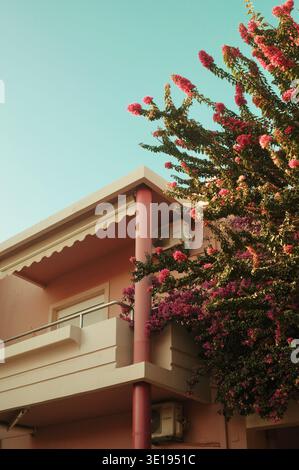 Arbre à fleurs rose à côté d'un bâtiment résidentiel en plein soleil, Crète, Grèce. Banque D'Images