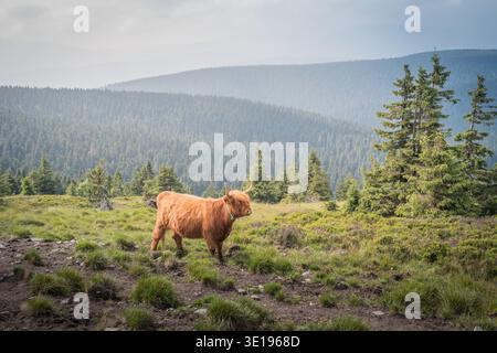 Vache écossaise Highland avec de longues cornes debout sur une prairie de montagne herbeuse avec une forêt dense et des collines lointaines dans les montagnes Jeseniky, République tchèque Banque D'Images