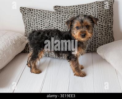 Un jeune chien se tient debout sur un parquet blanc. Il a un mélange de fourrure noire et brune. Le chien est près de deux oreillers avec un motif simple. Cette scène se déroule à l'intérieur avec un éclairage doux. Banque D'Images