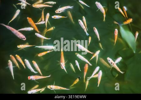 Pédicure Fish Spa ou thérapie au poisson pour les pieds. C'est connu sous le nom de traitement Garra Rufa. Des poissons d'or qui fuient les pieds de l'homme dans l'eau douce Banque D'Images