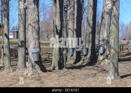 Oakville, ON, Canada - 11 mars 2026 : des seaux à érable pendent des troncs d'arbres dans un parc, recueillant la sève pour la production de sirop d'érable par une journée ensoleillée. Banque D'Images